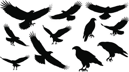 Obraz premium Collection of Powerful Eagle and Hawk Bird Silhouettes in Various Poses, including Flying, Gliding, and Perching, Perfect for Wildlife Vector Illustrations and Outdoors Design Graphics