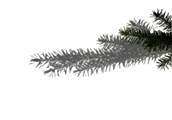 a sharp, stylized shadow of a conifer branch against a stark, high-key white studio wall, emphasizing spiky detail and clean lines with vast negative space. concept of aesthetic light geometry