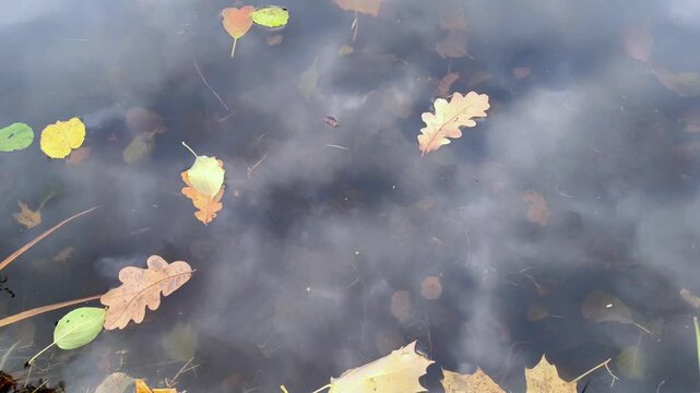 Oak and maple autumn leaves in golden, red and green slowly drifting on calm pond water with perfect sky reflection. Perfect for cozy fall aesthetics, meditation backgrounds, nature relaxation and 202