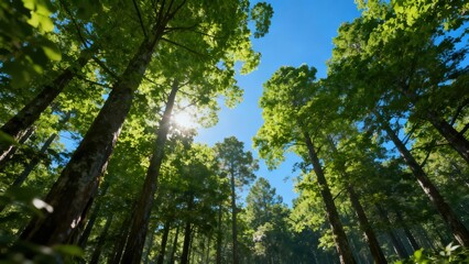 Majestic forest canopy viewed from below showing green leaves against a brilliant blue sky with bright sun flare.