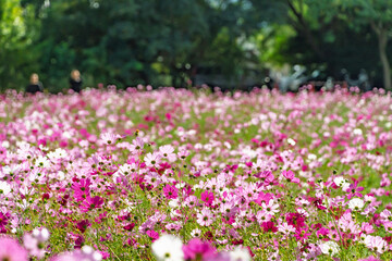 秋の公園に咲く満開のピンクと白のコスモス畑