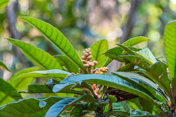 冬の光を浴びるビワの木の蕾と緑の葉