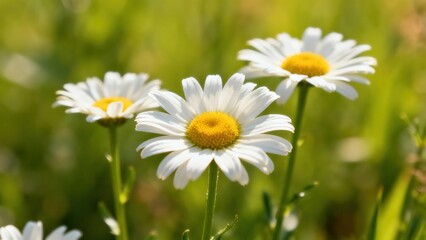 Bright white and yellow daisy flowers standing tall among blurred green meadow grasses in warm sunlight.