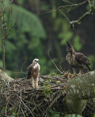 the beauty of birds with all their uniqueness