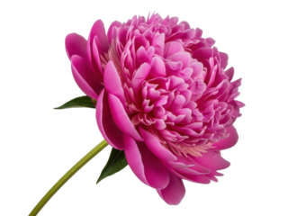 Isolated Vibrant Peony Flower Head, Fully Bloomed, Fresh Pinkish Petals on Stem, Elegant Beauty