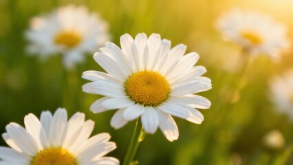 Fototapeta premium Oxeye daisy flowers featuring white petals and bright yellow disks illuminated by intense golden hour sunlight in a green meadow.