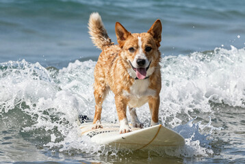 Dog riding a surfboard on top of a wave.