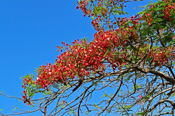 Royal poinciana, flamboyant  or flame tree flowers (Delonix regia) and blue sky