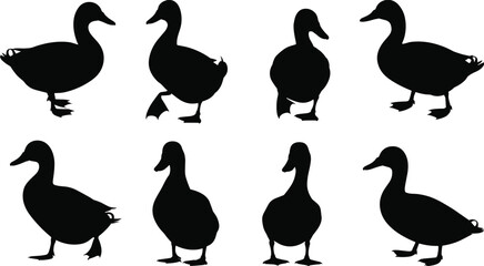 Eight black duck silhouettes in various poses on white background bird