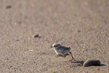 White-fronted plover (Anarhynchus marginatus) running among beach pebbles, Hermanus, Whale Coast, Overberg, Western Cape, South Africa. A coastal shorebird, in its natural habitat.