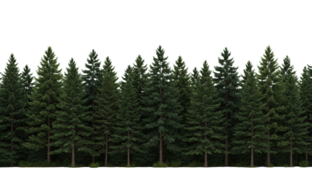 Panoramic line of deep emerald coniferous trees (pine, fir) with realistic bark and needle texture, sharply defined by rim lighting against an infinity white background, commercial ecology design
