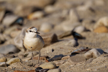 A male white-fronted plover (Anarhynchus marginatus) perfectly camouflaged among beach pebbles, Hermanus, Whale Coast, Overberg, Western Cape, South Africa. A coastal shorebird, in its natural habitat