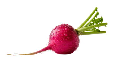 Red-Radish-Bulb-With-Green-Stem-on-Glistening-Wet-Surface-White-Background.png