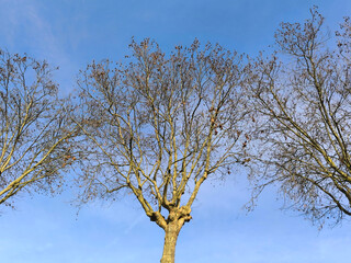 bare trees in the sky