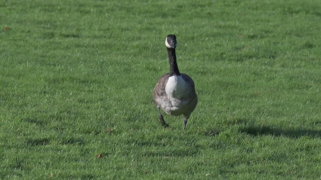 Canada Goose (Branta canadensis) with unusual plumage, missing or deformed breast feathers, walking towards the camera. November, Kent, UK (Half speed)