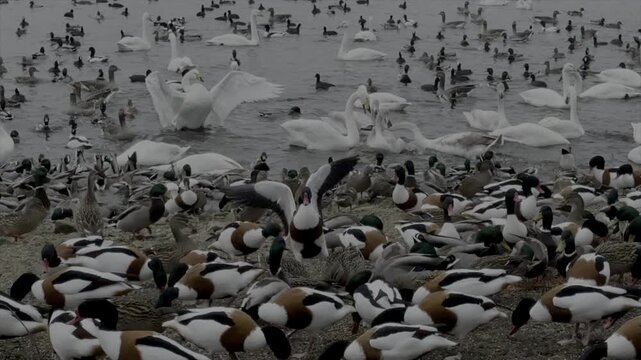 Large flow of birds on a lake with whooper swans ducks in wildlife reserve. Nature conservation in England with slow motion 120fps filmed in winter England UK 4K