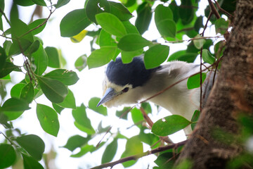 Black-Crowned Night Heron Peeking Through Tree Foliage
