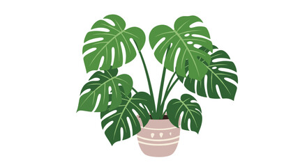 A lush and healthy monstera deliciosa plant with its iconic split leaves is shown thriving in a decorative pink ceramic pot.