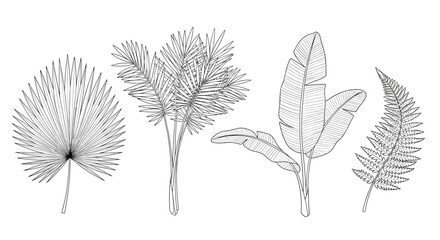 Set of four different hand-drawn tropical palm leaves including a fan palm banana leaf and fern in a vintage engraving style.