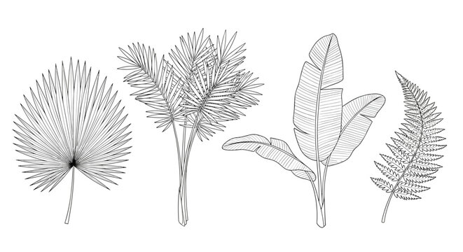 Set of four different hand-drawn tropical palm leaves including a fan palm banana leaf and fern in a vintage engraving style.