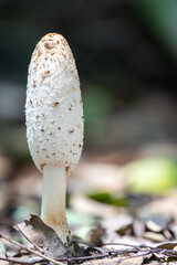 Coprinus comatus fungus, commonly known as the shaggy ink cap, lawyer's wig, or shaggy mane