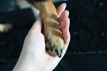 Human hand gently holding a dog's paw, showcasing the bond between pet and owner, with a soft focus background emphasizing connection and companionship