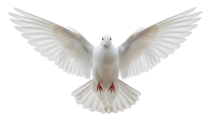 High-detail white dove with softly spread wings, centered and isolated on solid white background, ideal for concepts of peace, love, harmony, or minimalistic design visuals.