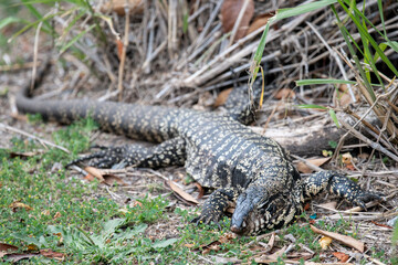 Argentine black and white tegu (Salvator merianae) seen at Costanera Sur ecological  reserve, Buenos Aires, Argentina