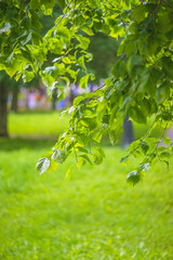 Close up for branch with green leaves against green meadow