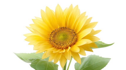 Naklejka premium Sunflower yellow petal green leaf summer nature botanical closeup vibrant floral isolated cheerful blooming garden plant bright fresh detailed macro outdoor natural agriculture seed sunlight