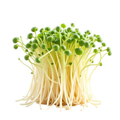 Isolated quinoa sprouts on transparent background