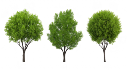 Green tree leafy foliage isolated nature summer outdoor park landscape environment growth lush tranquil peaceful botanical plant natural wood trunk branch round fresh scenic daylight vibrant