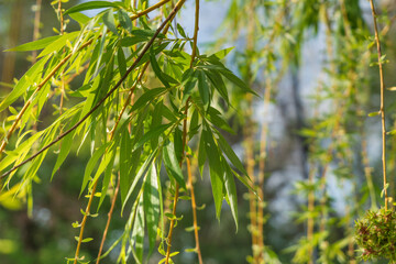 Branches of the weeping willow (Salix babylonica) on the territory of the Astrakhan Kremlin on a sunny spring day, Astrakhan, Russia