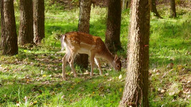 Sika deer walking in the park on summer day