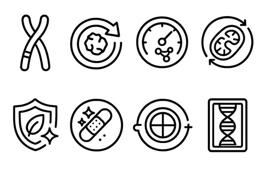 Cellular Health Dynamics. Youthful Cell Dynamics linear set: telomere length marker, damage-removal loop, protein-maintenance dial, mitochondria boost icon, cell-cycle harmony ring