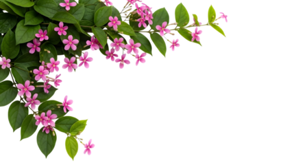Blooming pink flowers and green leaves floral arrangement isolated on transparent background