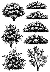 Monochrome botanical collection of detailed flowering bushes and dense garden shrubs, presented in an organic charcoal sketch and texture style