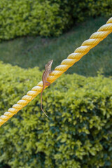 Anolis sagrei, known as the Brown Anole or Cuban Brown Anole. A lizard found in Central and South America