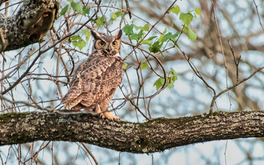 Great Horned Owl Perched on Tree Limb