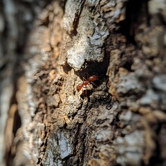 Red Ant Crawling on Rough Tree Bark insect macro Photo