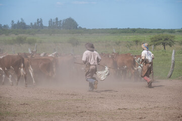 Two gauchos herding cattle through a dusty corral, capturing authentic rural labor, livestock management, and traditional ranch life in the countryside