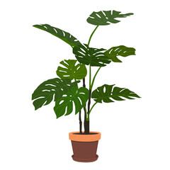 Illustration of a monstera flower in a pot isolated on a white background
