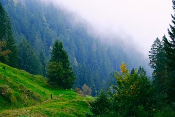 coniferous forest slopes with mist on Mount Rigi, Switzerland © Robert