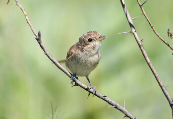 A young and adult female red-backed shrike (Lanius collurio) is photographed perched on a branch against a blurred background.