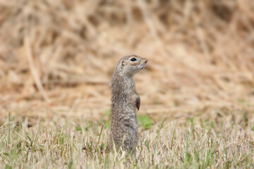 A close-up shot of a solitary spotted souslik (Spermophilus suslicus) standing tall against a blurred background