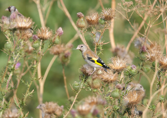 Adult and juvenile goldfinches (Carduelis carduelis) are photographed close-up feeding on field plants.