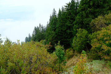 Close-up of layered vegetation on Mount Rigi, Switzerland,  yellow-green shrubs and dense coniferous forest