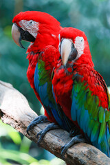 Close up head the red macaw parrot bird in garden