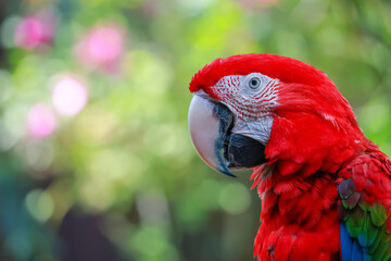 Obraz premium Close up head the red macaw parrot bird in garden