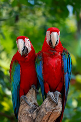 Fototapeta premium Close up head the red macaw parrot bird in garden